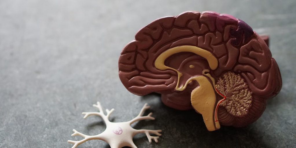 brains